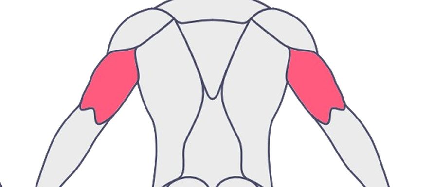 Tríceps